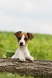 JACK RUSSEL 195